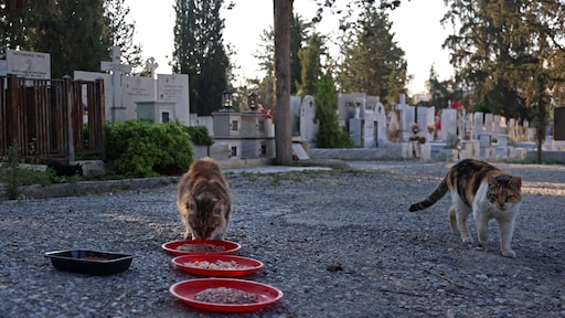 'Kattencorona' zaait dood en verderf op Cyprus