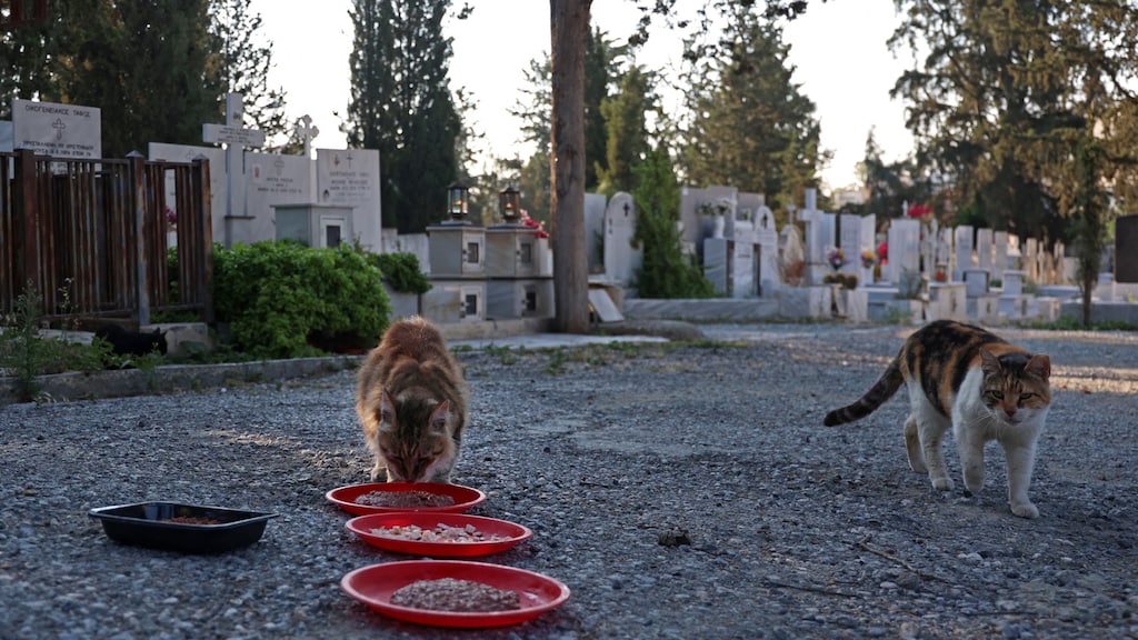 'Kattencorona' zaait dood en verderf op Cyprus