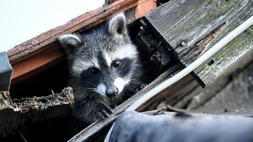 Wasberenpopulatie rukt op, overlast verwacht: 'Ze zijn vindingrijk'