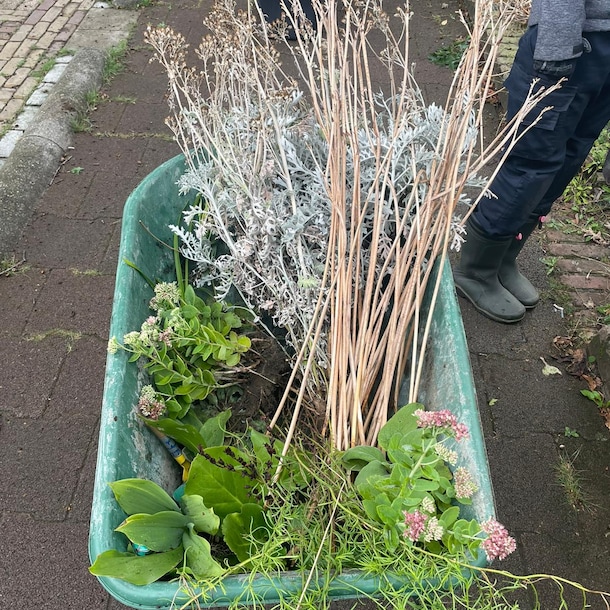 Een kruiwagen vol groen.