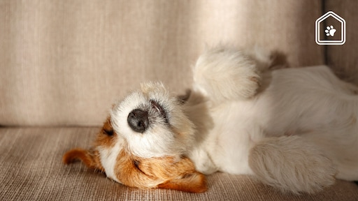 Dit is waarom honden graag op hun rug slapen