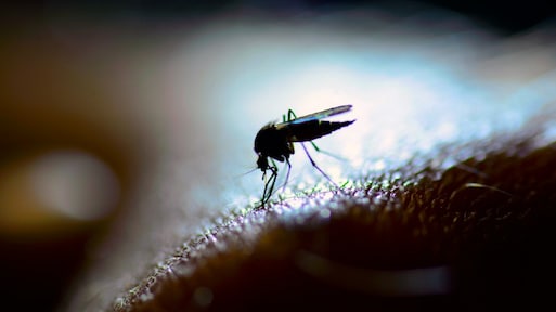 Feit of fabel: Komen muggen écht op licht af of niet?