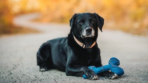 Waarom je je hond het beste een blauw speeltje kunt geven