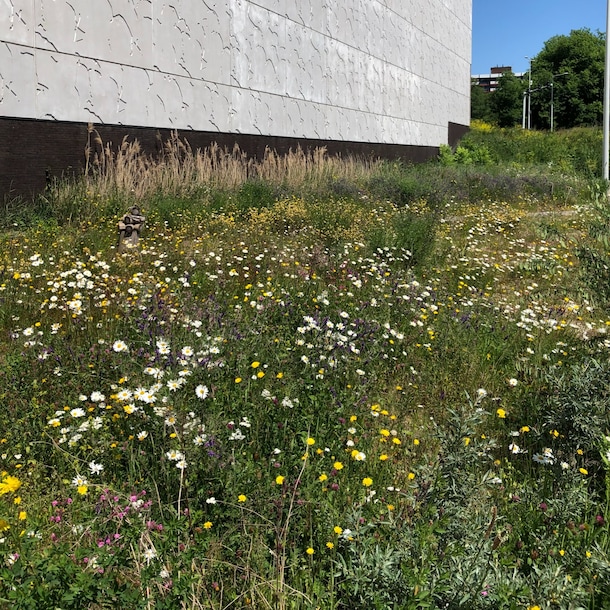 Het gekraakte stuk grond aan het Amsterdamse Van der Pekplein.