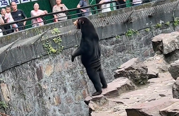 Beer of mens: Chinese zoo ontkent gebruik berenpak, expert geeft duidelijkheid