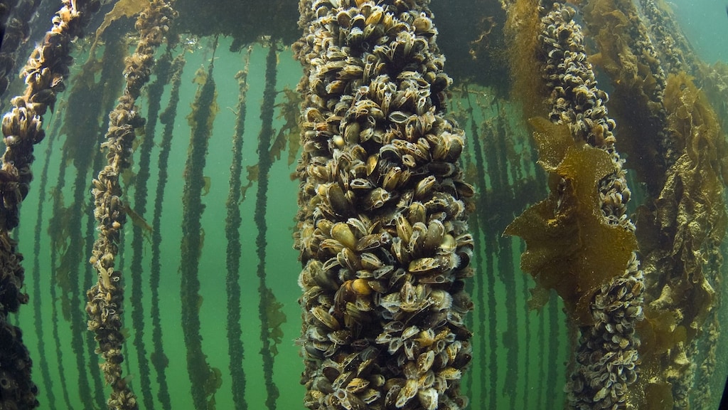 Een hangcultuur in de Nederlandse Oosterschelde.