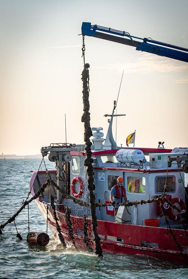 De eerste mosselen worden geoogst in de Belgische Noordzee.