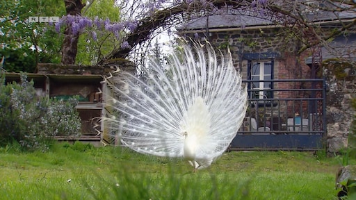 Alles wat je wil weten over de pauw van Walter uit B&B Vol Liefde