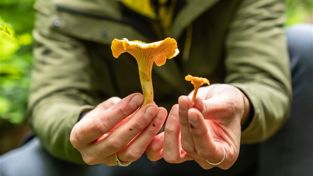 Paddenstoelenmysterie in Australië: 3 doden na lunch met familie