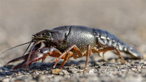 Op het terras, de stoep, de straat: de rivierkreeft wandelt ineens in ons leefgebied