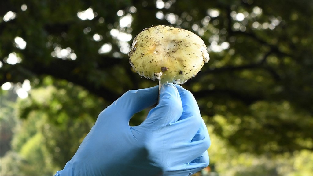 Vergiftigen ex-schoonfamilie bij lunch Australië was 'ongeluk', zegt de kok