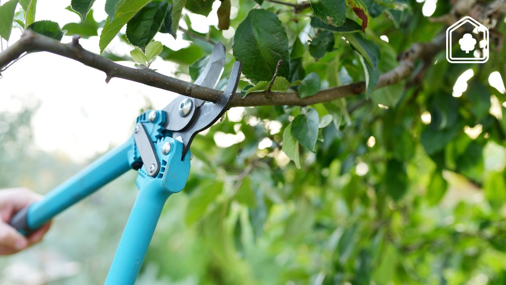 7x de meest gemaakte fouten tijdens het snoeien