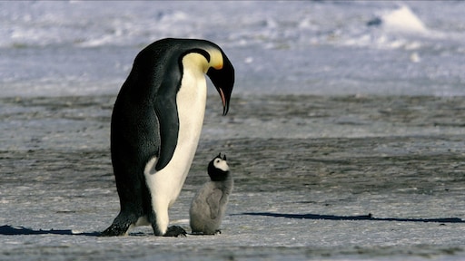 Afbrokkelend zee-ijs catastrofaal voor keizerspinguïns: duizenden jongen dood