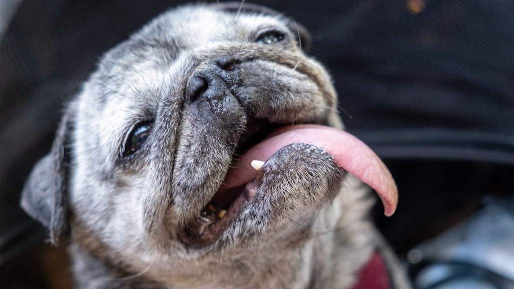 Fokken van honden met te korte snuit mag niet meer, regels aangescherpt