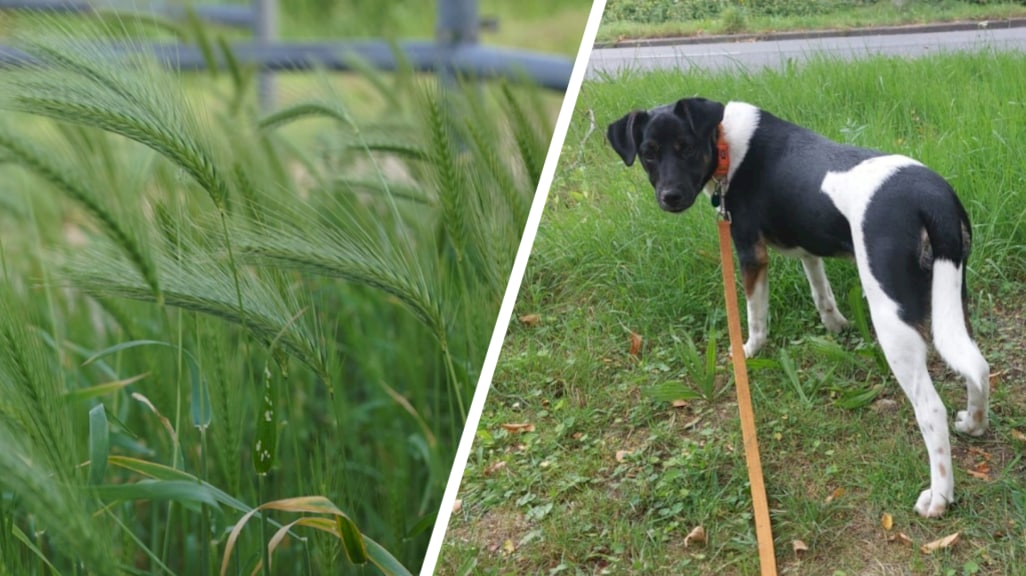 Hondenbescherming luidt noodklok om grasaren: 'Dachten dat hij dood ging'