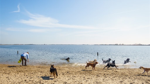Uitlaten hond door ex kost man goedbetaalde baan