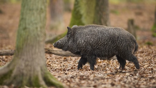 Vlees van wild zwijn uit Duitsland blijkt radioactief, eten gevaarlijk