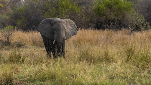 Het gaat goed met de Afrikaanse olifant – maar niet iedereen is daar blij mee