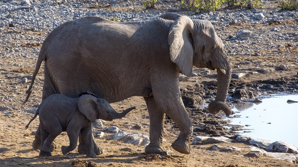 Olifanten in Namibië.