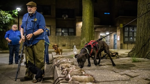 Rattenrondleidingen zijn in New York de nieuwste trend