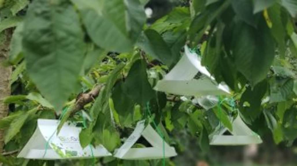 Zo zien de schimmelvallen eruit.