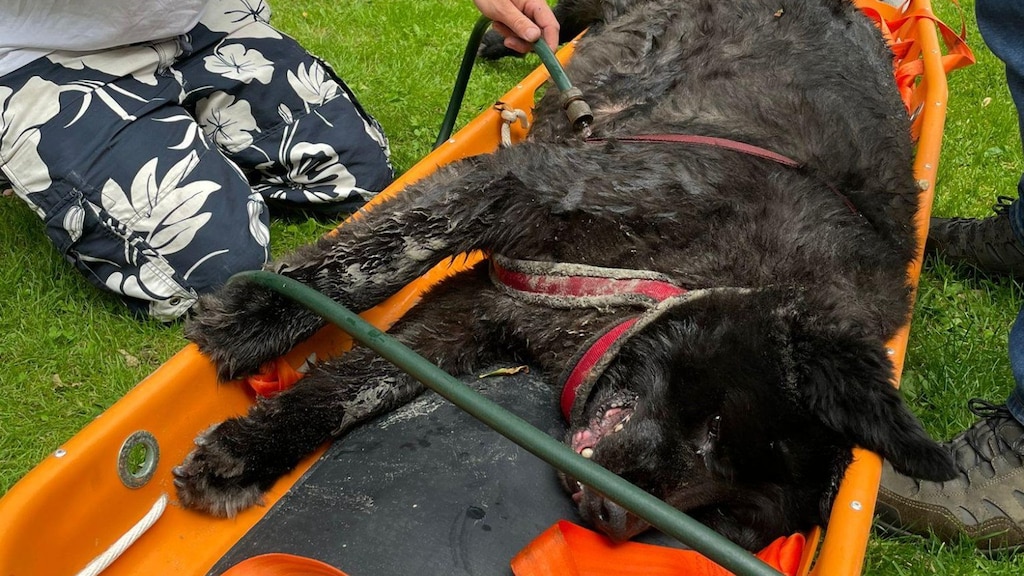 Hond op Ameland sterft bijna door hitte: 'Duik in zeewater helpt niet'