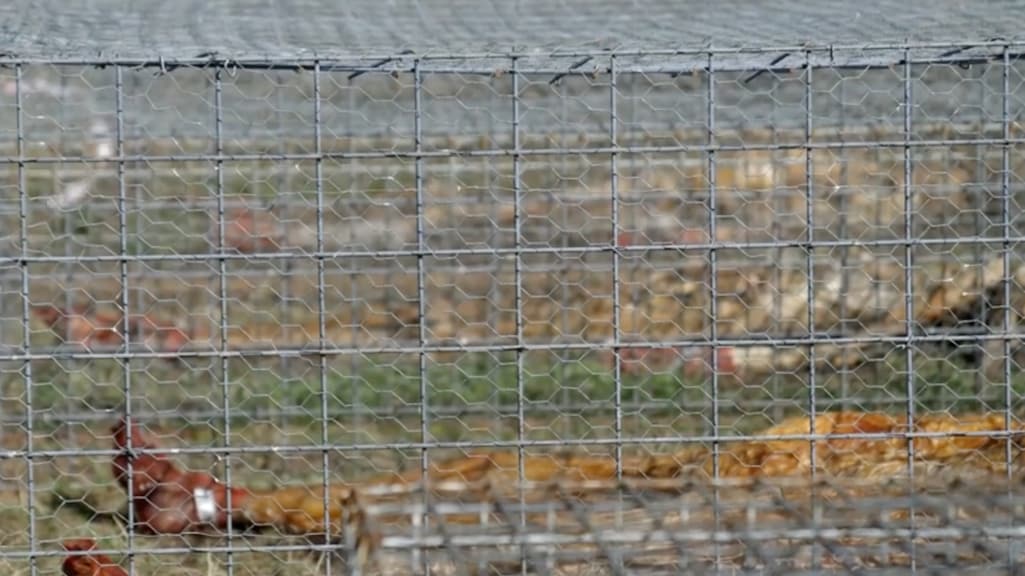 Lichamen in verschillende staten van ontbinding op de wetenschappelijke begraafplaats in Texas.