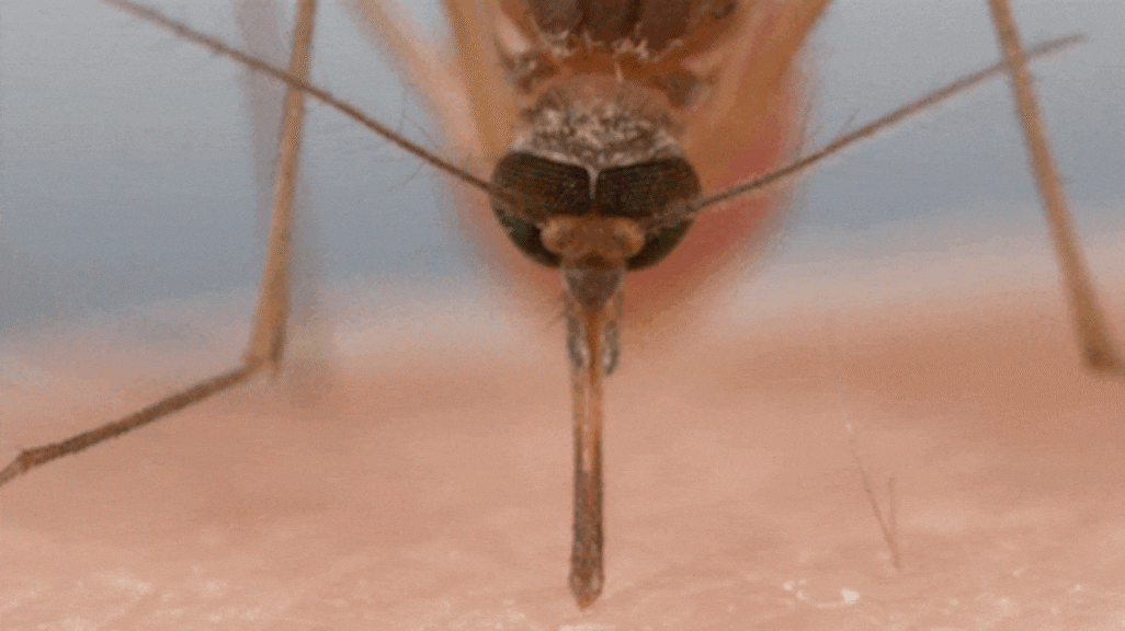 Waarom de een wel en de ander niet wordt gestoken door muggen