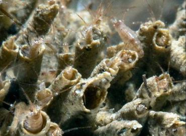 Dit is het Pacifisch klauwvlokreeftje, en dat moeten we niet hebben: 'Een ramp'
