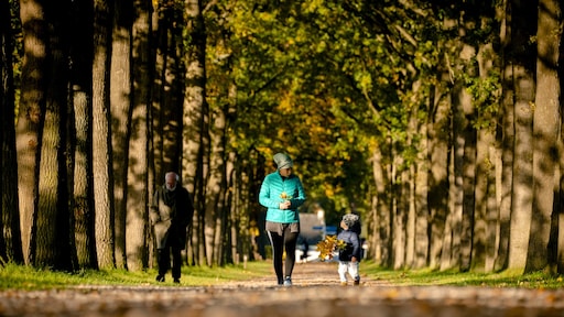 Bomen sterven massaal door veranderend klimaat: 'Het bos heeft het moeilijk'