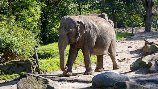 Oudste olifant van Nederland overleden in Blijdorp