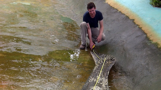 Bekende krokodillenexpert schuldig aan marteling en seksueel misbruik honden in Australië
