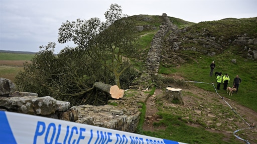 Iconische boom illegaal gekapt, Britten reageren geschokt