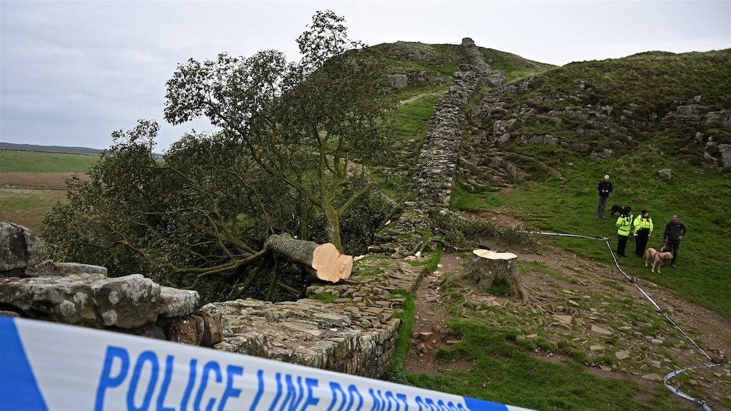 Iconische boom illegaal gekapt, Britten reageren geschokt