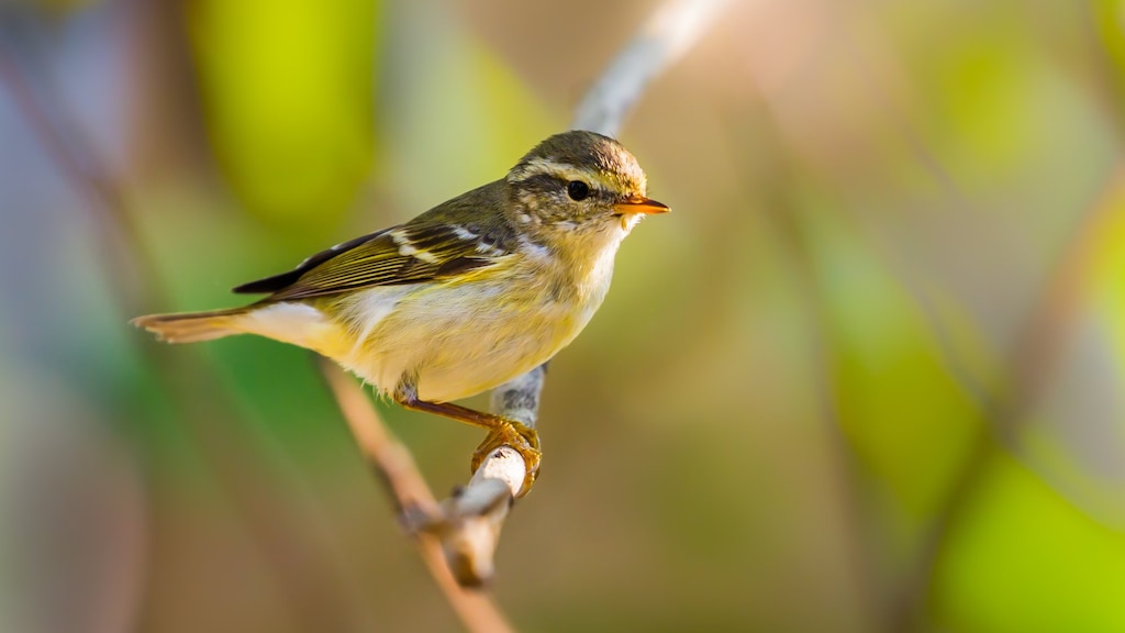 Deze vogelsoorten zijn 'per ongeluk' in Nederland aan komen waaien