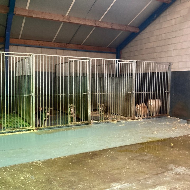 41 verwaarloosde honden uit Limburgse loods gehaald: 'Dieren zeer angstig'