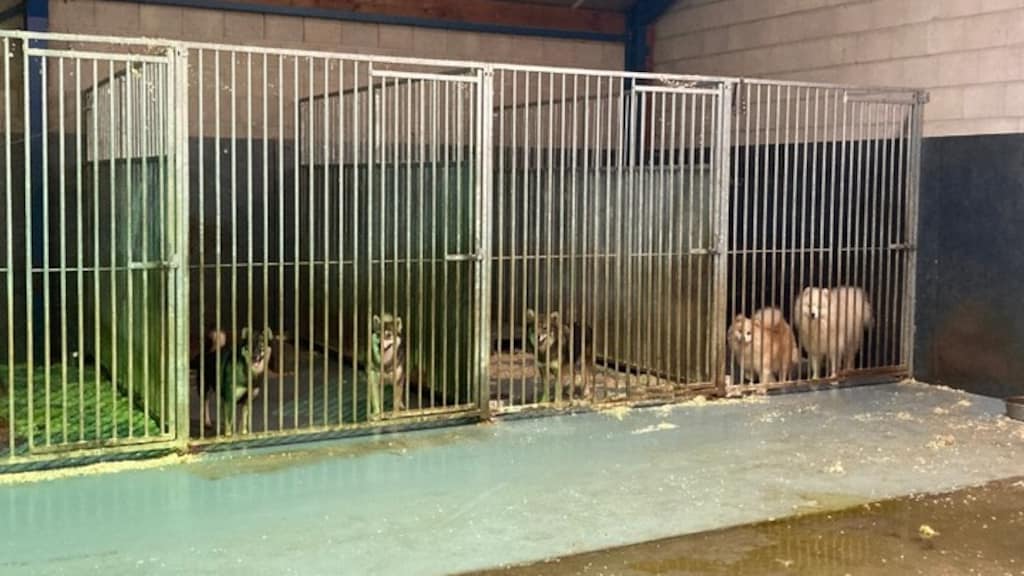 41 verwaarloosde honden uit Limburgse loods gehaald: 'Dieren zeer angstig'