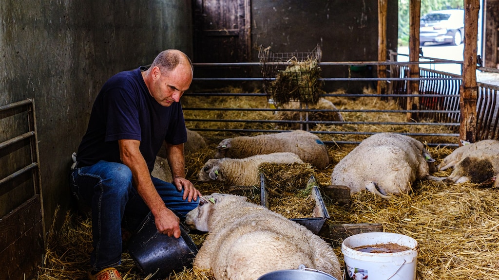 Adema: schade blauwtong te klein voor compensatie