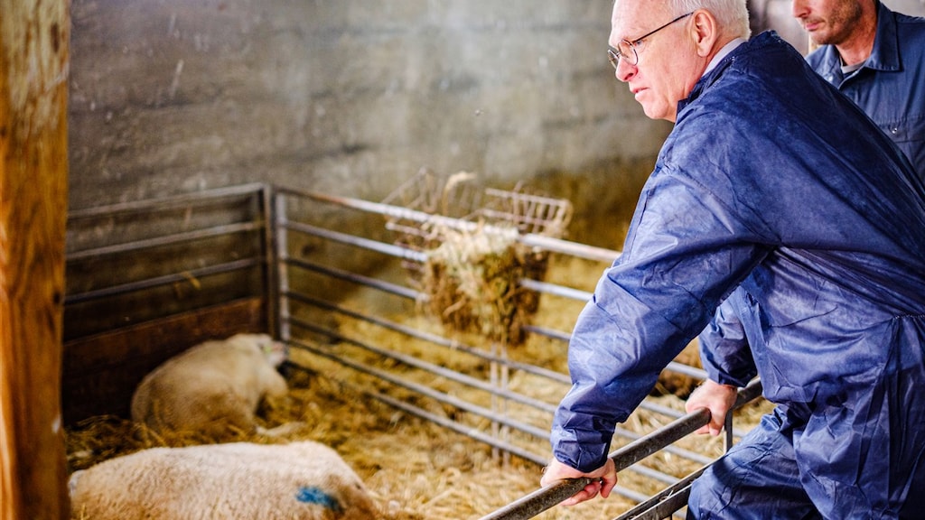 Blauwtong: weinig tegen te doen, enorme financiële consequenties