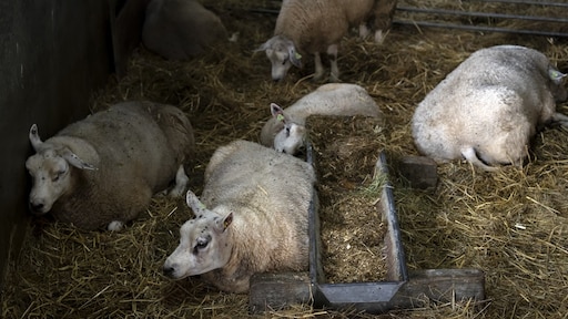 37.000 schapen gestorven aan blauwtong in twee maanden tijd