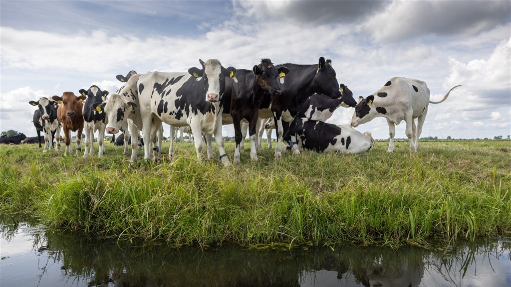 NSC: weg met stikstofwet en uitkoopregeling, veestapel moet kleiner