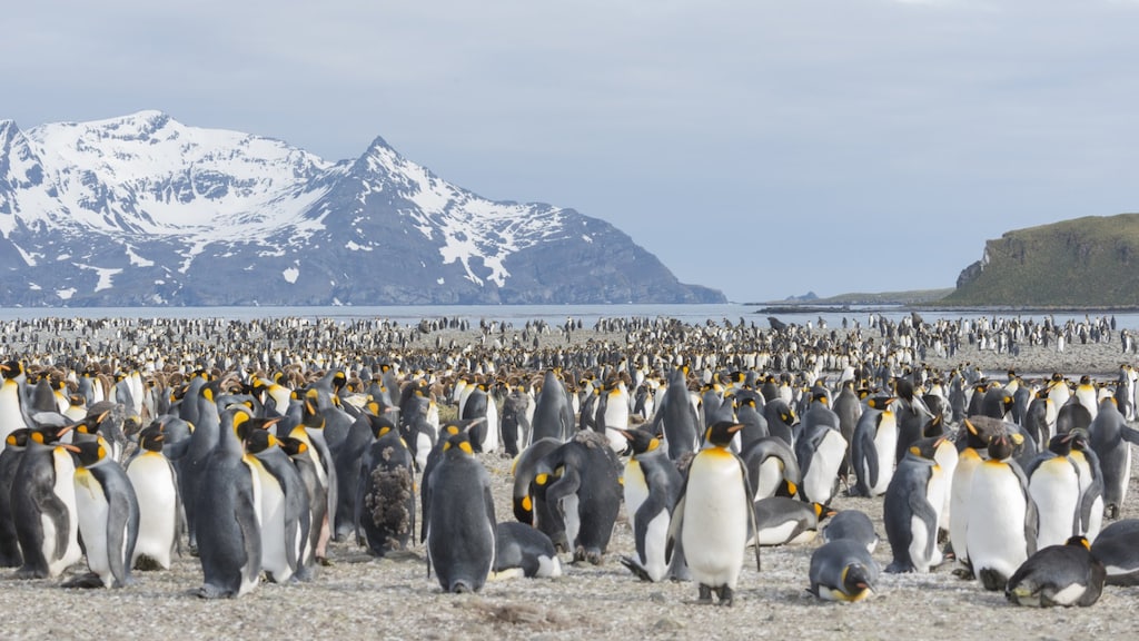 Vogelgriep geconstateerd op Antarctica, massale sterfte zo goed als zeker