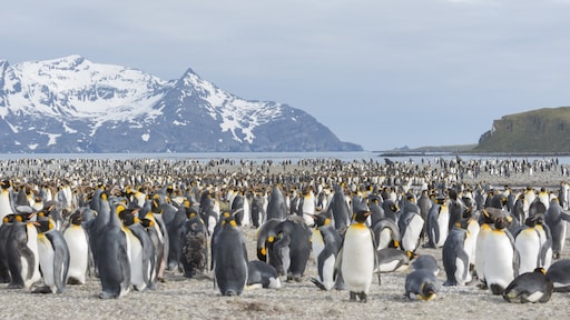 Vogelgriep geconstateerd op Antarctica, massale sterfte zo goed als zeker