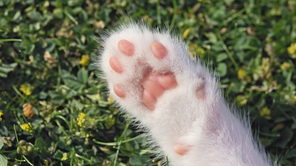 Kitten gedumpt vanuit busje, politie zoekt dader