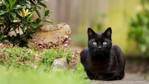 Waarom dierenasiels vol zitten met zwarte katten en (onterecht) minder geliefd zijn