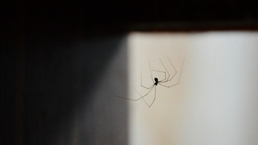 5 dingen in huis waar spinnen op af komen