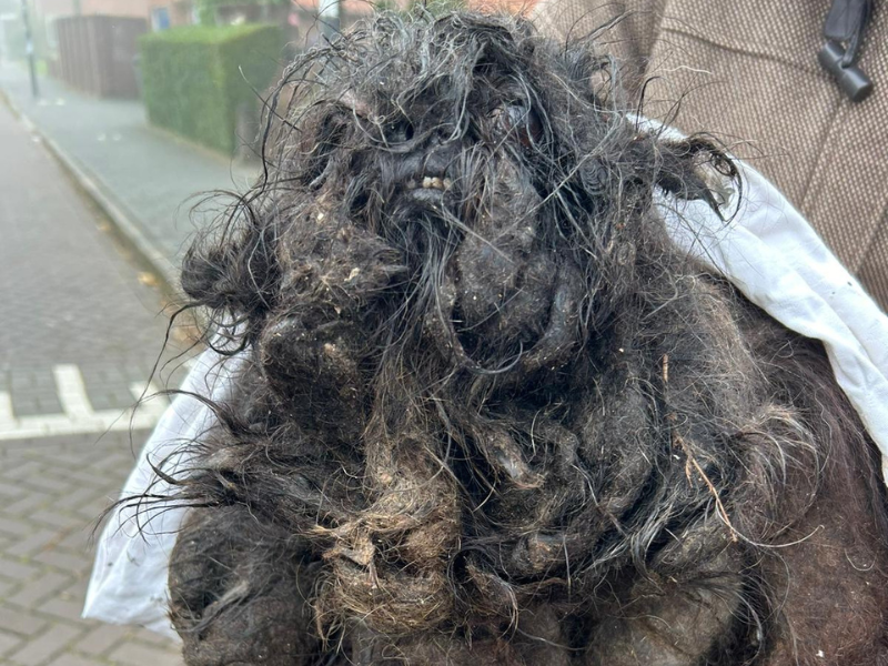 Hond met 2,5 kilo aan verklitte vacht in beslag genomen: 'Kan amper bewegen'