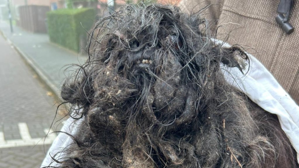 Hond met 2,5 kilo aan verklitte vacht in beslag genomen: 'Kan amper bewegen'