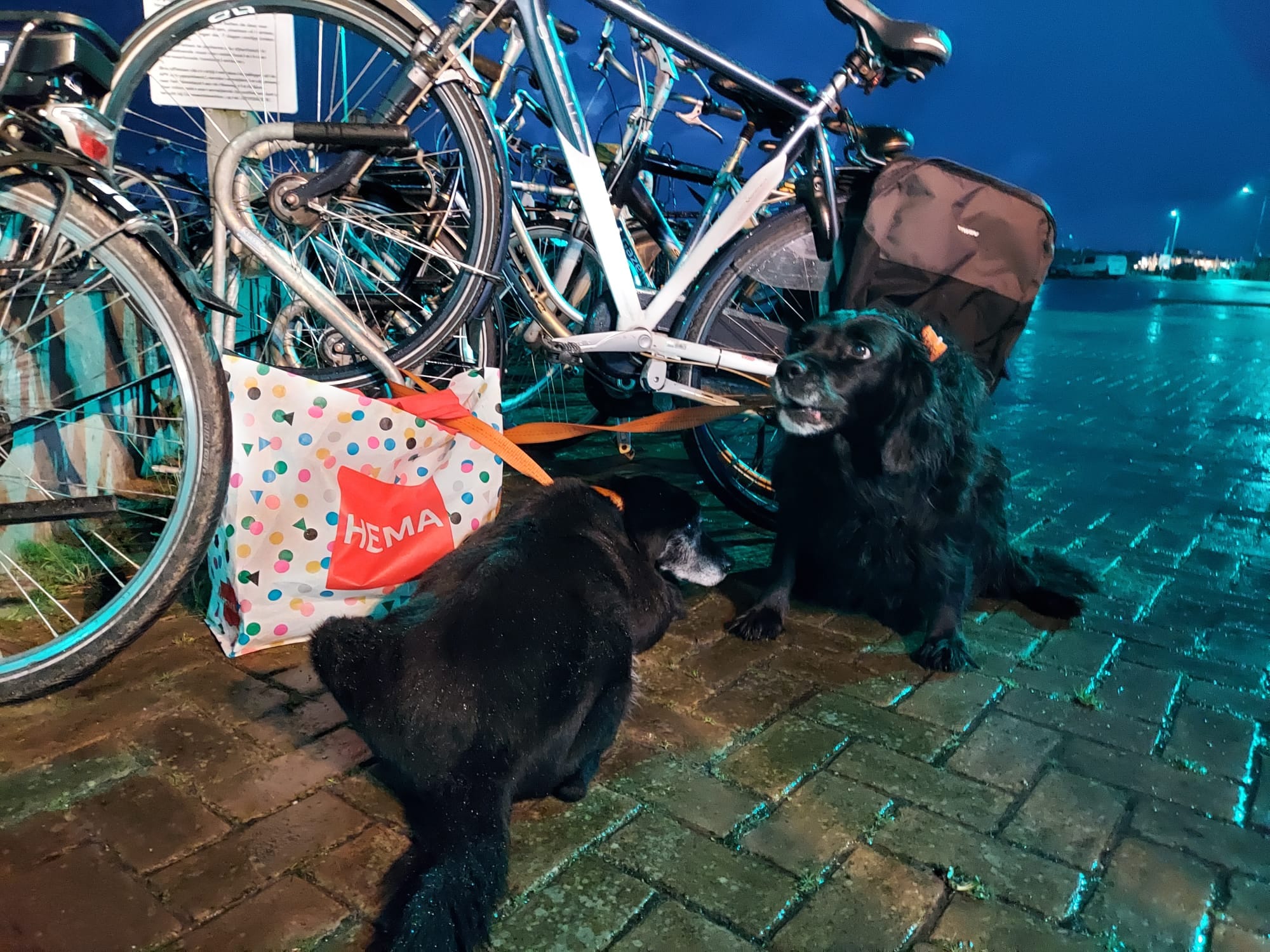 Twee honden met paspoorten op Ameland gedumpt: baasje vertrokken met de veerboot