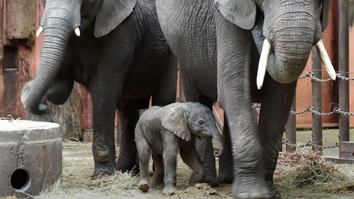 Voor tweede keer ooit Afrikaans olifantje geboren in Beekse Bergen